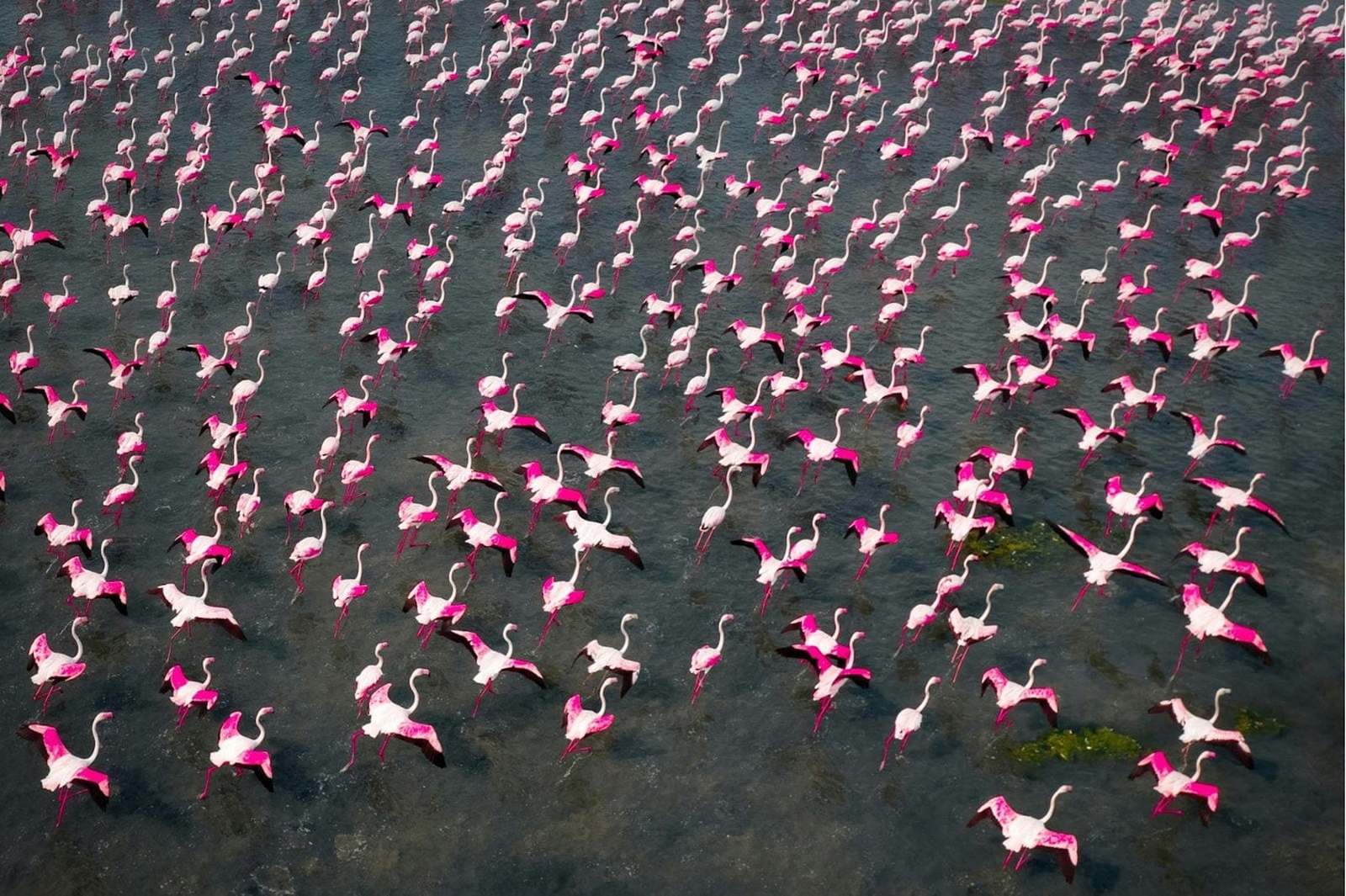 A flock of flamingos on the water